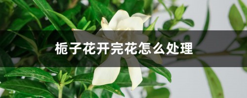 栀子花开完花怎么处理