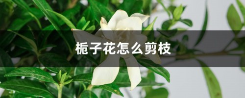 栀子花怎么剪枝防长高