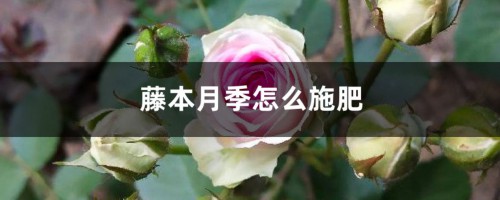 藤本月季怎么施肥