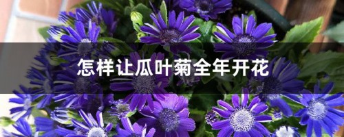 怎样让瓜叶菊全年开花